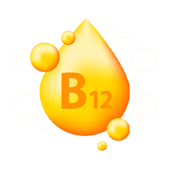 B12 werking